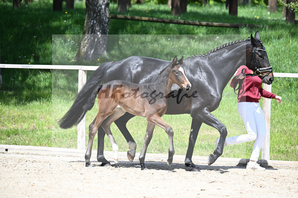 Sebastino PS x Desiderio_SF_Gestuet Greim_11240551 | hf-fotografie - Realisiert mit Pictrs.com