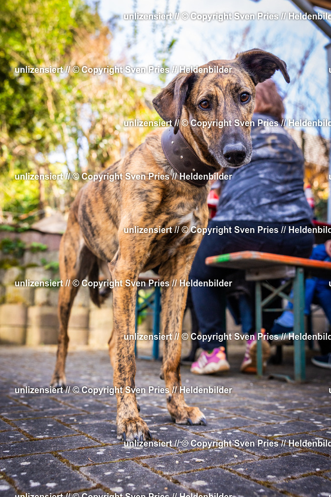 Sven Pries | 2025-04-13 - Hunderennen Baden-Baden - Realisiert mit Pictrs.com