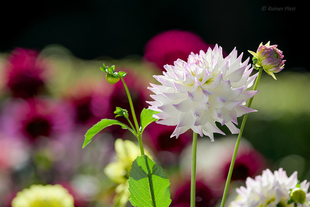 Schmuck Dahlie Aimara | Die weißen Blüten der Schmuck Dahlie „Aimara“ bezaubern durch ihre pastellfarbenen lila Spitzen. Im Hintergrund angedeutet sind andere Dahlienblüten. — Original-Größe des Bildes: 8256 x 5504 px. - Realisiert mit Pictrs.com