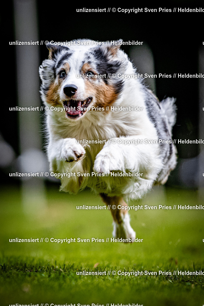 Sven Pries | 2025-10-03 - Hunderennen Obergrombach - Realisiert mit Pictrs.com