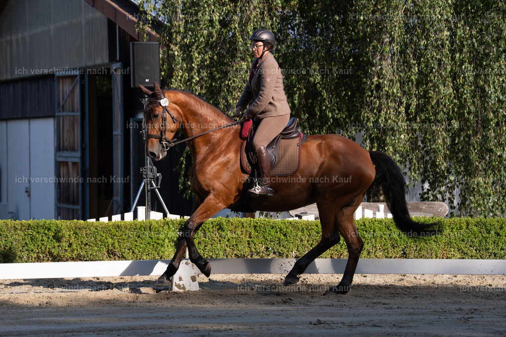 WL_DR_140_sinafilmart_IN05744 | working equitationturnier fotograf videograf stoibphotography marixx film working equitation deutschland reitsport turnierfotografie eventfotografie equestrian events