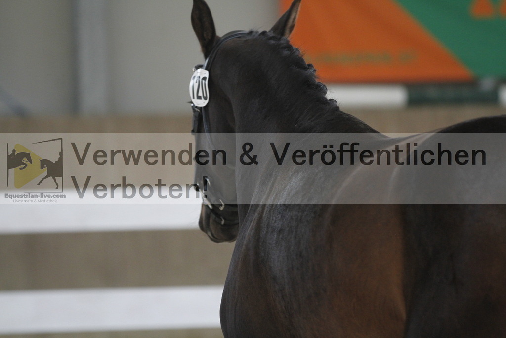 _MG_9477 | equestrian-live-com