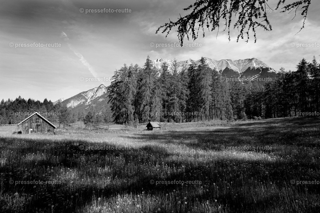2018-Natur-Lärchenwiesen-Tirol-Fruehling_DSC4678--SW | Info aus dem Bezirk Reutte/Ausserfern Tirol sowie eine umfangreiche Bilddatenbank über die gesamte Region: Lechtal, Talkessel Reutte, Tannheimertal, Zwischentoren. Lech, Plansee, Zugspitze, Grenztunnel, B179, Fernpassstraße, Verkehr, Lawinen, Tradition, - Realisiert mit Pictrs.com