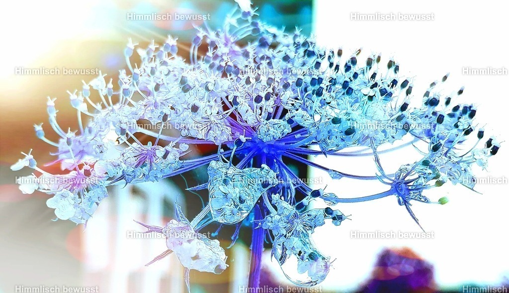 20230809_195544 | Energiebilder der neuen Zeit aus der  Natur,  Tauchen Sie ein in neue Dimensionen, Viola Bous, Dieburg, - Licht_Art-Coaching,  - Realisiert mit Pictrs.com