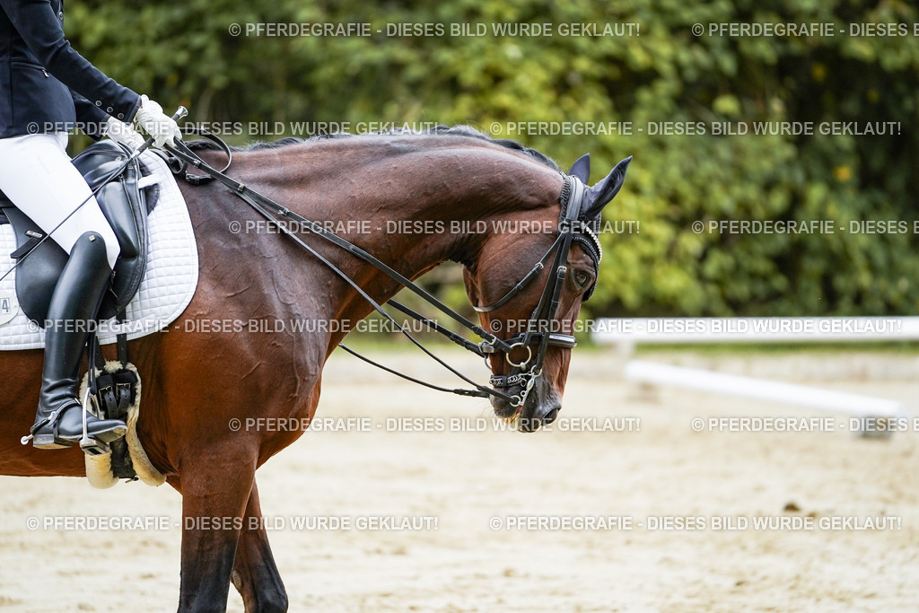 DSC09276 | Pferdegrafie