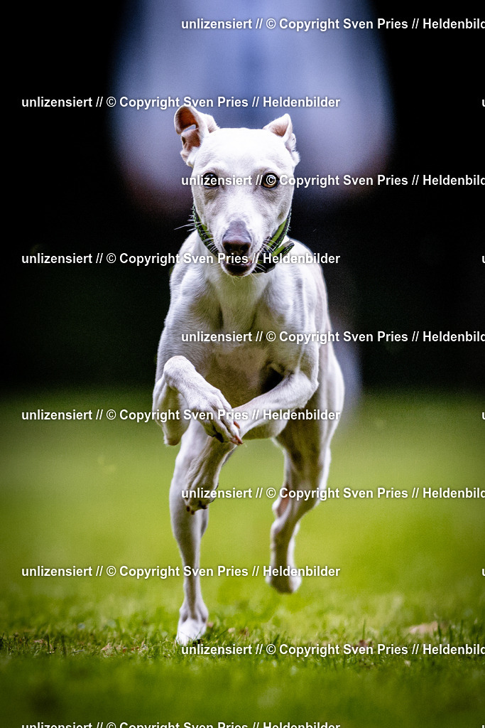 Sven Pries | 2025-10-03 - Hunderennen Obergrombach - Realisiert mit Pictrs.com