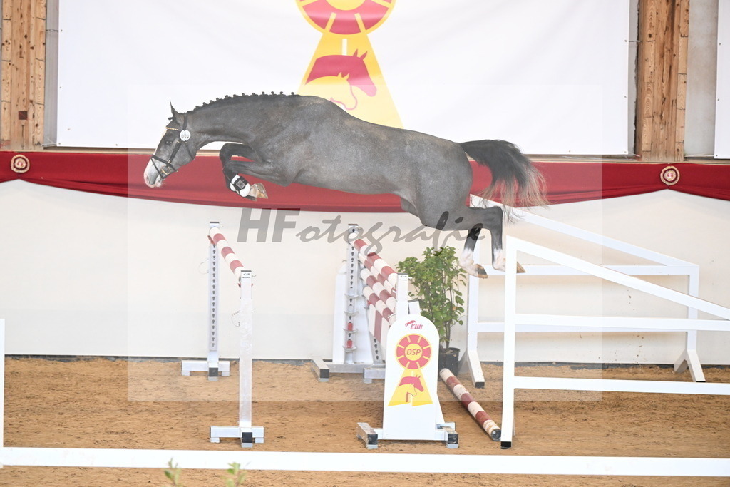 Kat.-Nr. 3 v. Blue Diamond (Hagbar du Lozon)_Schadock_2250979 | hf-fotografie - Realizzato con Pictrs.com