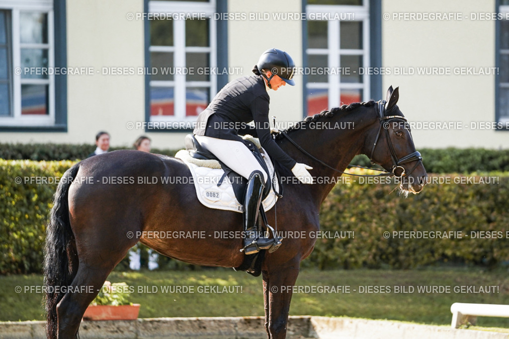 DSC05654 | Pferdegrafie