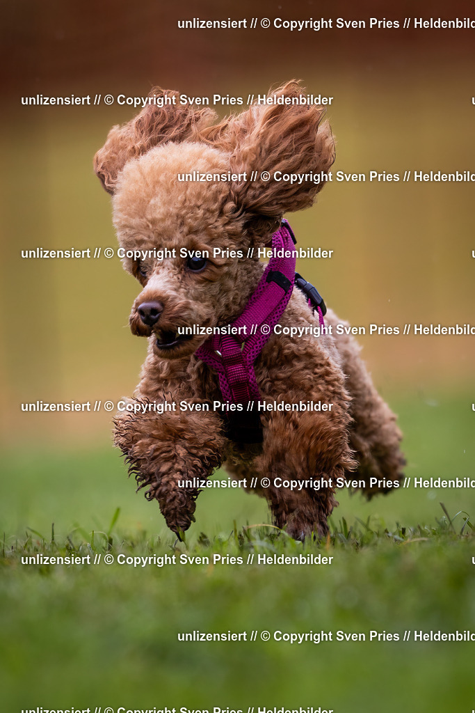 Sven Pries | 2024-04-21 - Hunderennen Baden-Oos
Foto: Sven Pries - Realisiert mit Pictrs.com