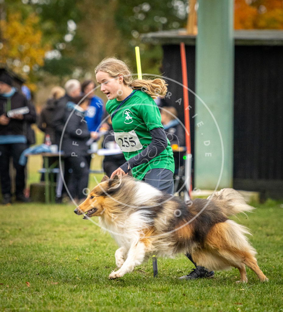 Pfotenfotografie_DV3A0370 | Hundefotografie, Tierfotograf, Pfotenfotografie, Fotoshooting Hund, Hunde Portrait, Hundesport, Hundeportraits, Heideshooting, Hunde, Sportfotograf, Hundefotograf, Turnierhundsport, THS,  - Realisiert mit Pictrs.com