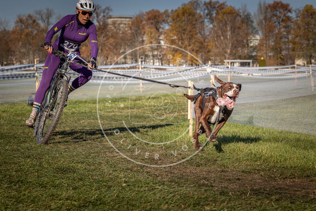 CaniXpix_0L8A5099 | Hundefotografie, Tierfotograf, Pfotenfotografie, Fotoshooting Hund, Hunde Portrait, Hundesport, Hundeportraits, Heideshooting, Hunde, Sportfotograf, Hundefotograf, Turnierhundsport, THS,  - Realisiert mit Pictrs.com