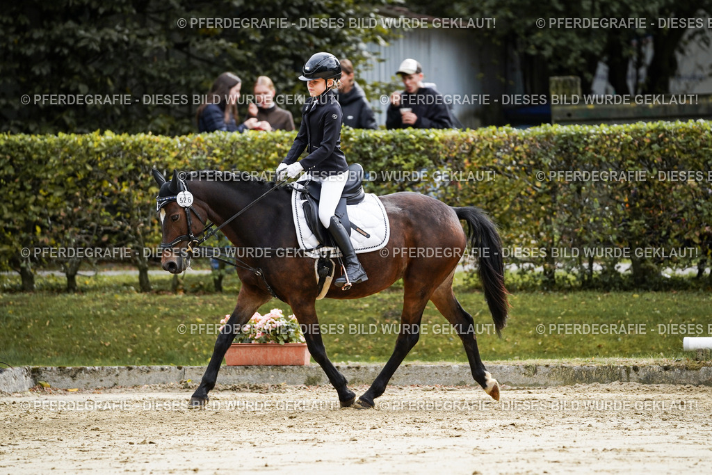 DSC05611 | Pferdegrafie