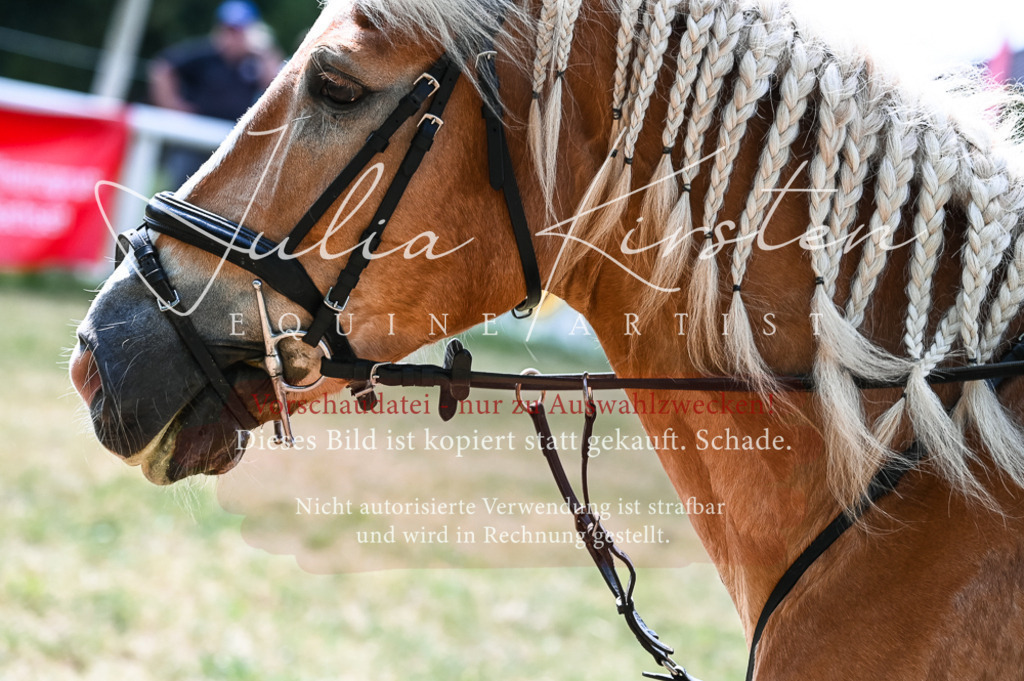 DSC_8754 | Pferde- und Turnierfotografie in Westsachsen. Pferdeportraits, Auftragszeichnungen und intuitive Kunst.