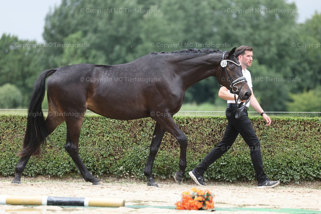 Stut.eintr.u.Fohlent. Geldern06.06.26MCTierf.9C8A4504 | Pferdefotos online bestellen - Realisiert mit Pictrs.com