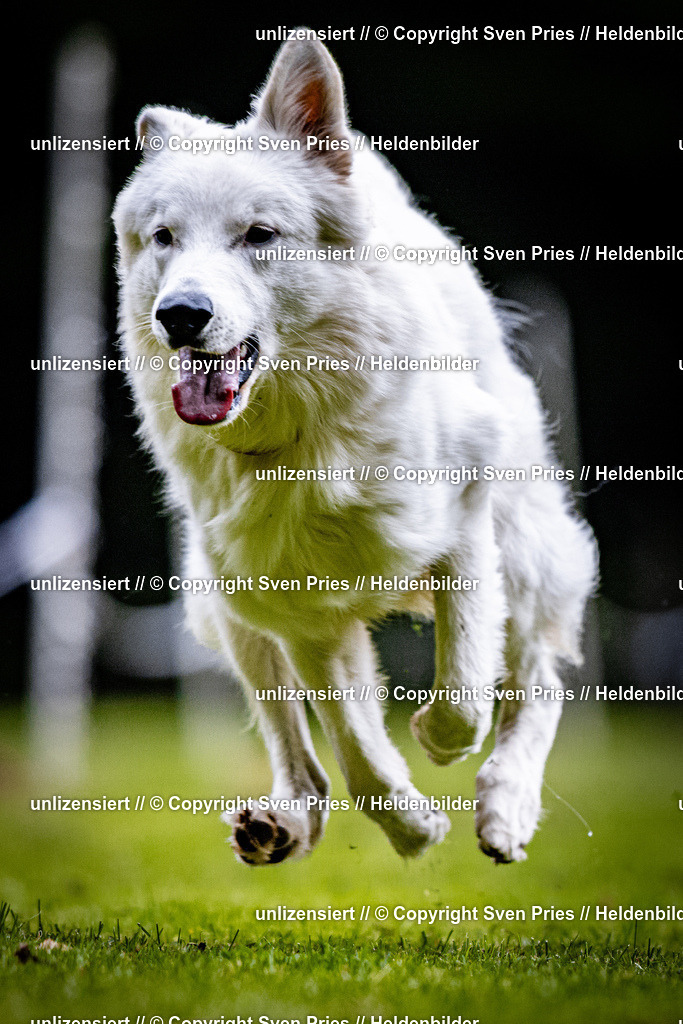 Sven Pries | 2025-10-03 - Hunderennen Obergrombach - Realisiert mit Pictrs.com