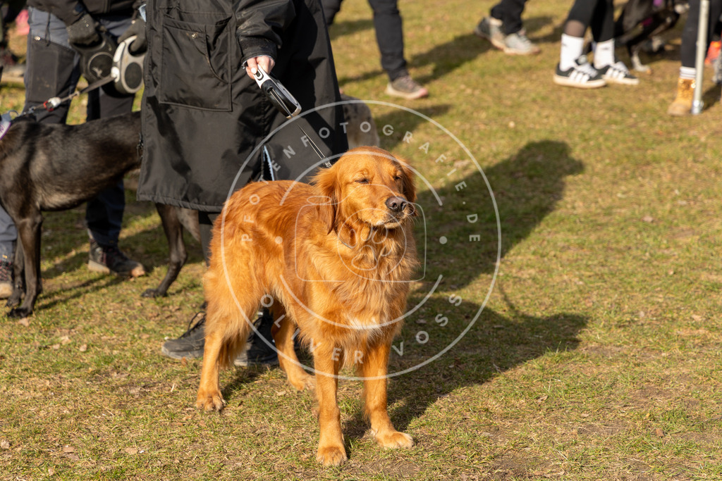 0L8A9081 | Hundefotografie, Tierfotograf, Pfotenfotografie, Fotoshooting Hund, Hunde Portrait, Hundesport, Hundeportraits, Heideshooting, Hunde, Sportfotograf, Hundefotograf, Turnierhundsport, THS,  - Realisiert mit Pictrs.com