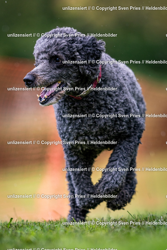 Sven Pries | 2024-04-21 - Hunderennen Baden-Oos
Foto: Sven Pries - Realisiert mit Pictrs.com