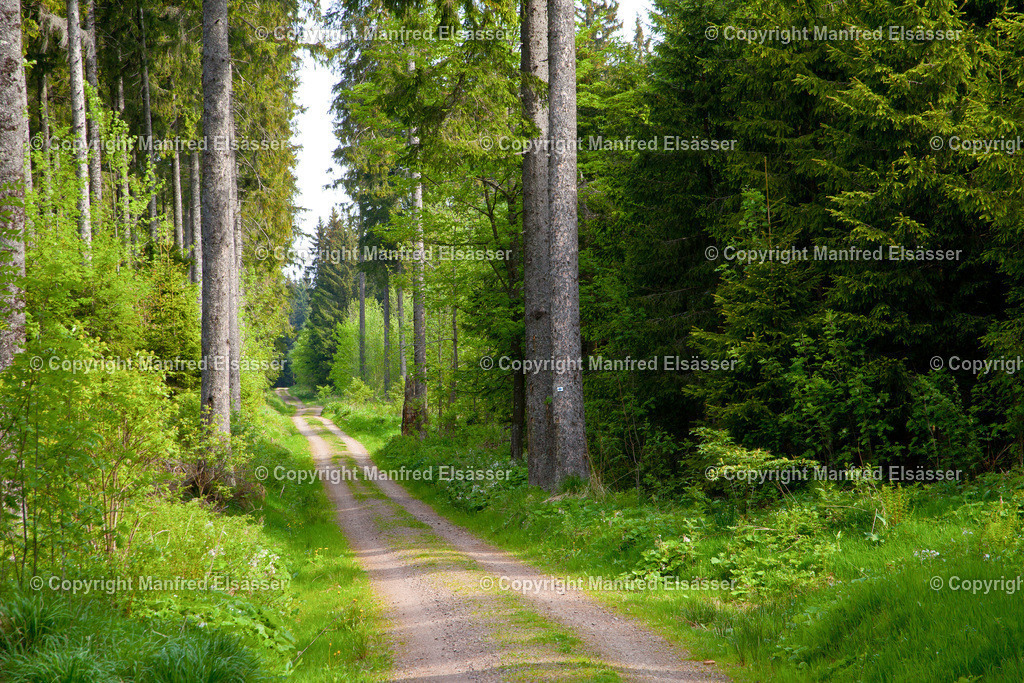 Wanderweg im Schwarzwald WB-011 | Wald, Ruhe, Erholung, Abschalten, relaxen, Augenoasen, Kraft tanken, Waldbaden, Stress reduzieren, Bäume, Kirschblüten, Frühlingswald, Sonne im Wald, Licht im Wald, Herbstwald, Waldwege, Gebirgswald, Wasser im Wald, Felsen im Wald, - Realisiert mit Pictrs.com