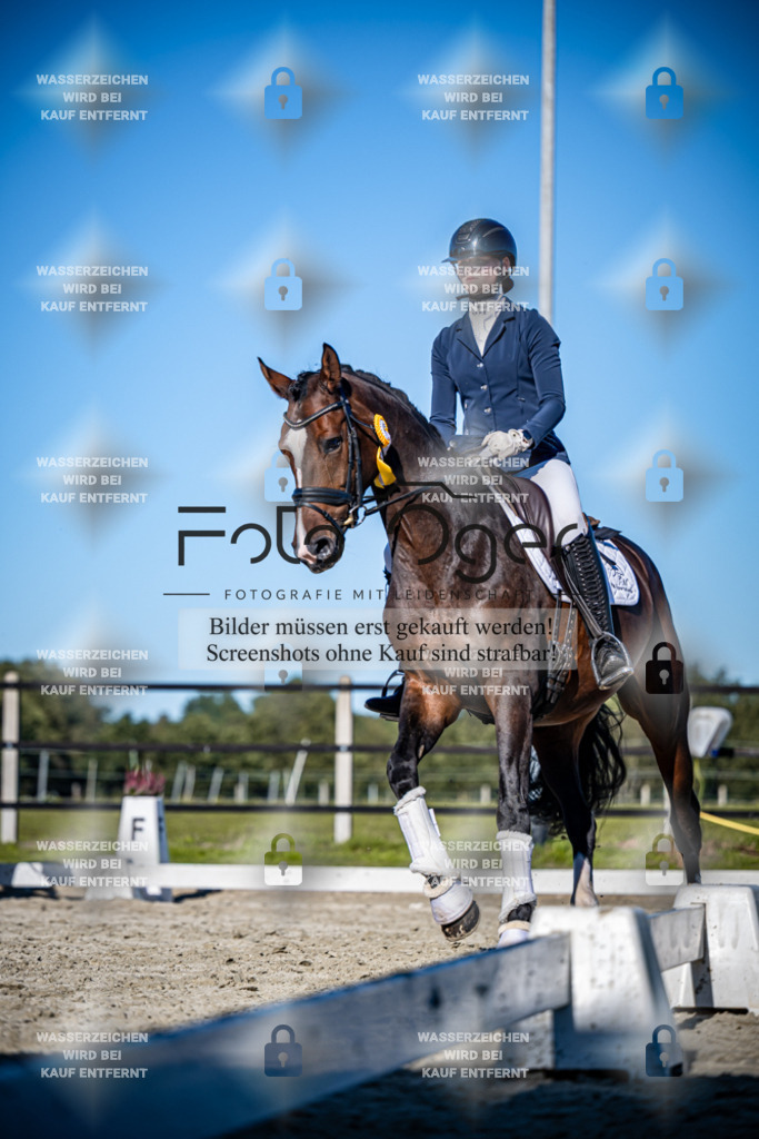 2026-09-Lohne-11-0029 | Entdecke hochwertige Reitturnierfotos von Foto Oger. Professionell, emotional und authentisch – jetzt Lieblingsmomente im Shop bestellen.Deutschlandweite Turnierfotografie. - Realisiert mit Pictrs.com