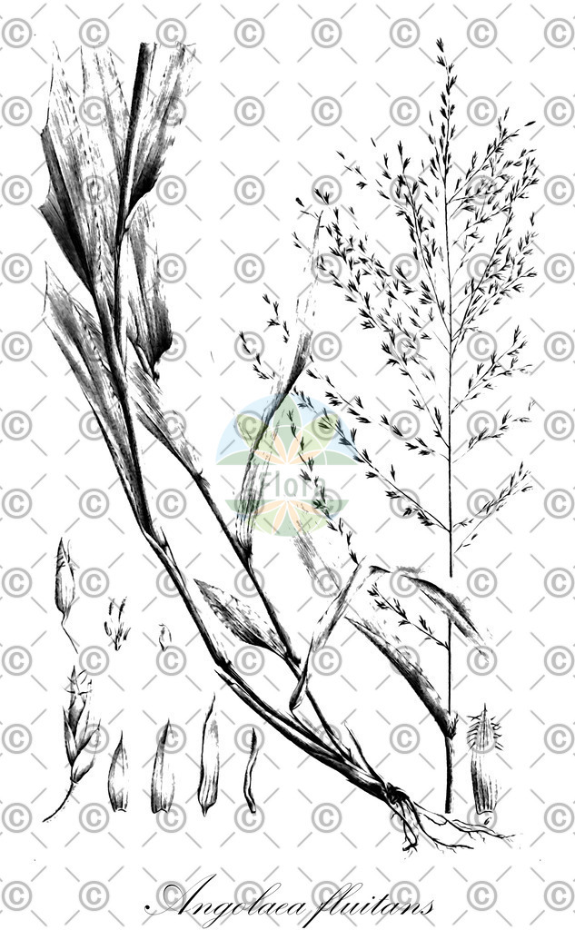 HistAbb_wfo-0000536542_499_ENZY_Simple | Historische Abbildung von Angolaea fluitans - Podostemaceae | Historical Illustration of Angolaea fluitans - Podostemaceae