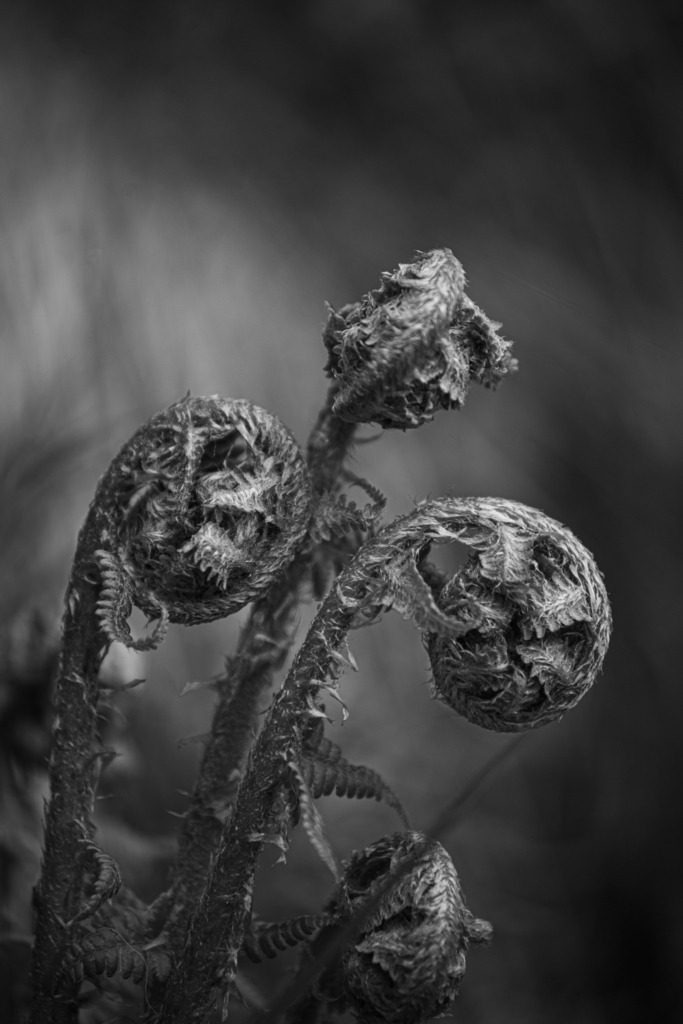 Farn | Wunderschöne Nahaufnahme eines Jungen Farn - Realisiert mit Pictrs.com