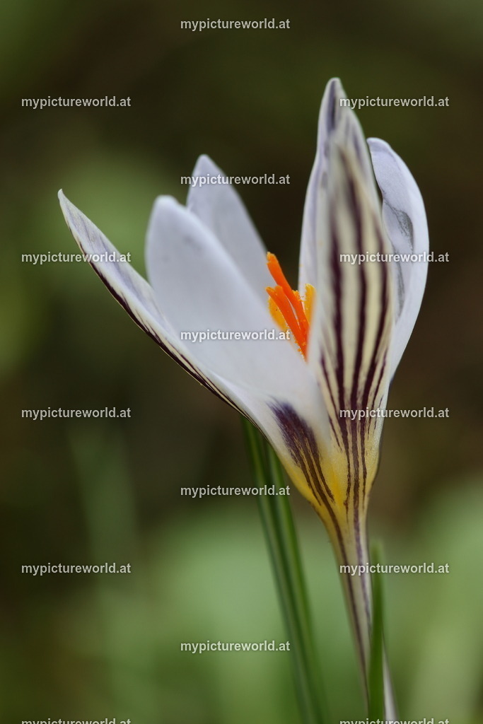 Netz-Krokus-015 | Das Bilderarchiv über Tiere, Planzen und Landschaften. In der Bilddatenbank finden Sie ein große Auswahl an hochwertigen Bilder für Ihre Werbung - Realisiert mit Pictrs.com