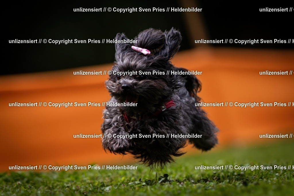 Sven Pries | 19. Allgemeines Hunderennen Karlsruhe Durlach - Realisiert mit Pictrs.com