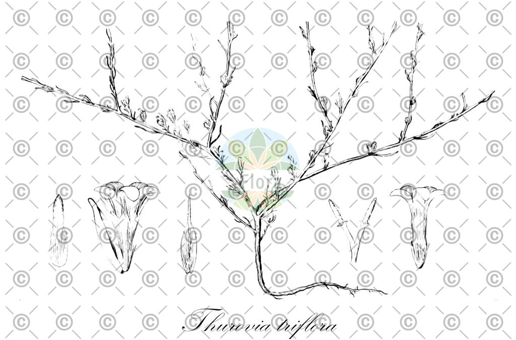 HistAbb_wfo-0001115949_2_ENZY_Simple | Historische Abbildung von Thurovia triflora - Asteraceae | Historical Illustration of Thurovia triflora - Asteraceae