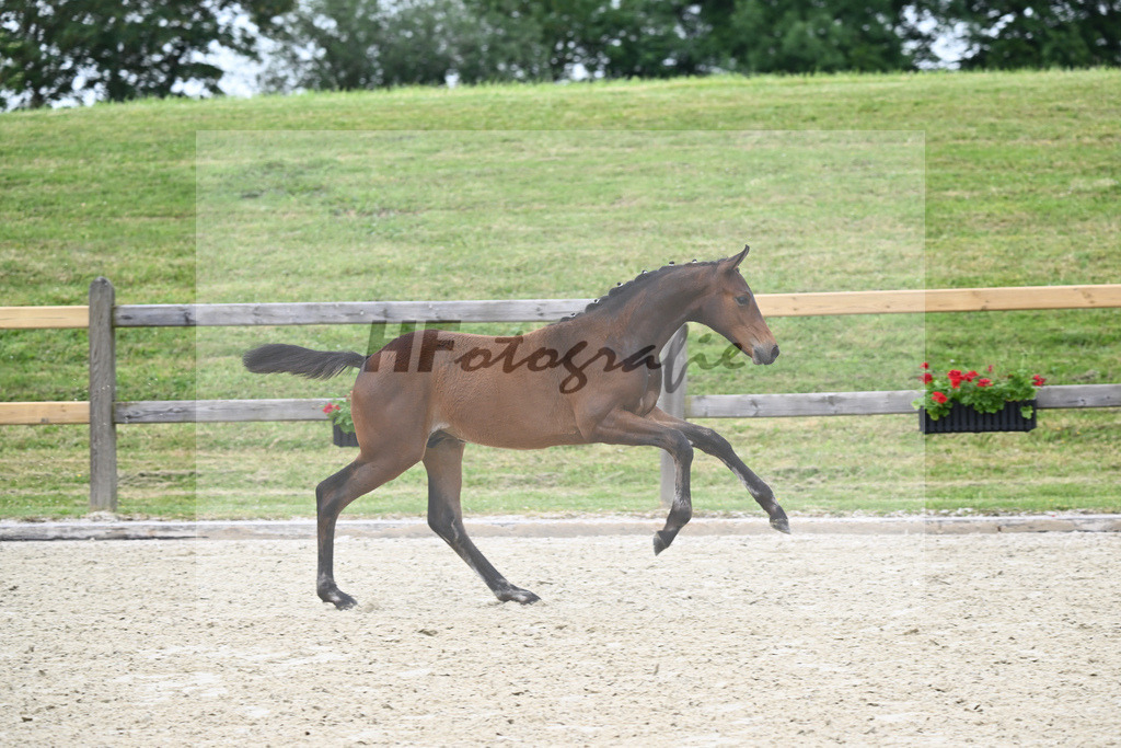 Kat-Nr. 1 HF Cornets Balou_Fischer_17230037 | hf-fotografie - Realizzato con Pictrs.com