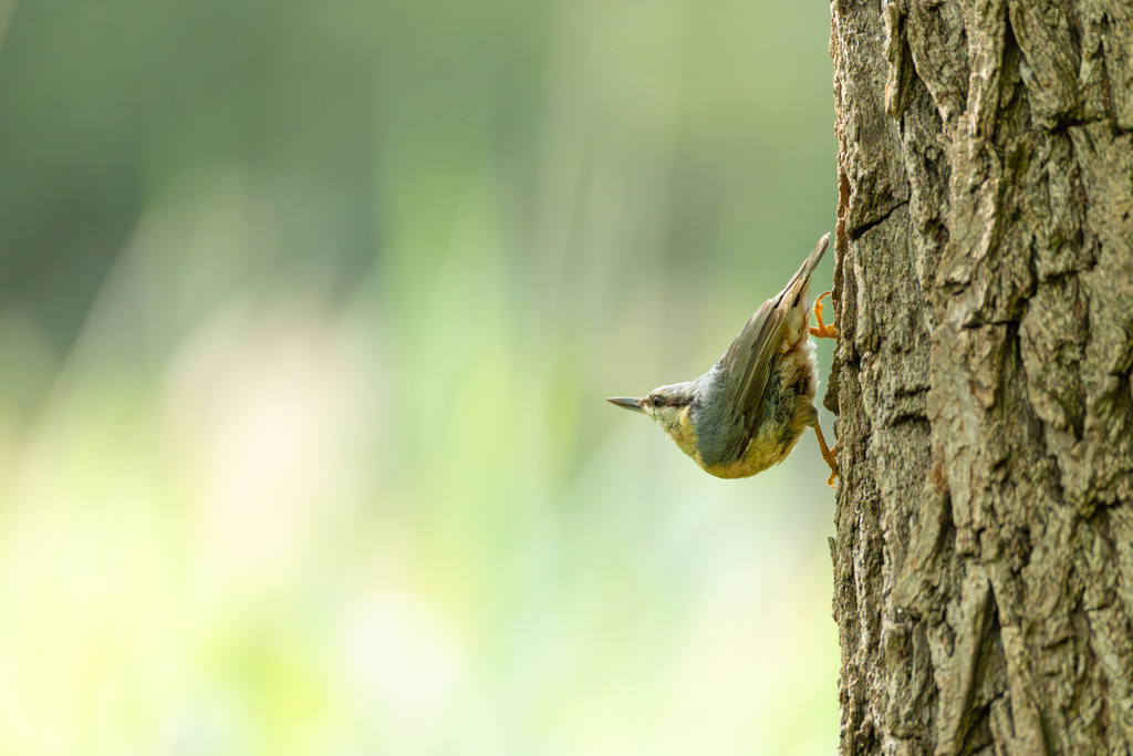 Der Kleiber | Der Kleiber (Sitta europaea), volkstümlich manchmal auch als Spechtmeise bezeichnet, ist ein kleiner, aber bemerkenswerter Singvogel aus der Familie der Kleiber. Er ist der einzige Vogel in Europa, der die Fähigkeit besitzt, kopfüber einen Baumstamm hinunterzulaufen – ein Merkmal, das ihn von Spechten und Baumläufern unterscheidet, die sich beim Klettern am Schwanz abstützen oder nur aufwärtsbewegen können. Diese einzigartige Klettertechnik ermöglicht es ihm, Nahrung in Spalten zu erreichen, die für andere Vögel unerreichbar sind. - Realisiert mit Pictrs.com