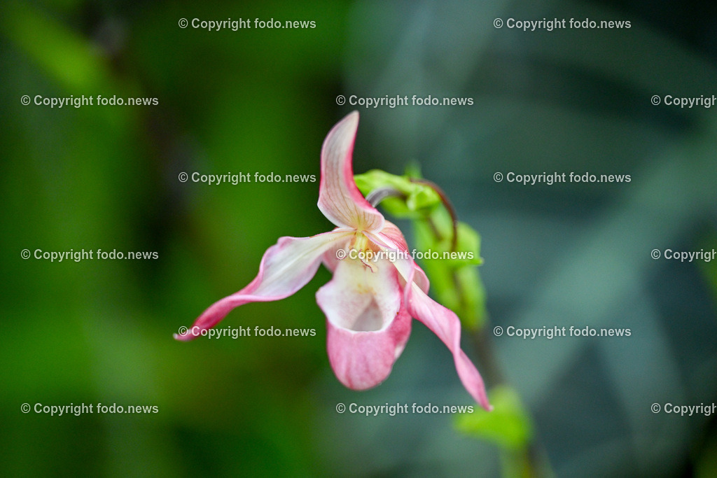 Botanischer Garten Linz_ Schmetterlinge_ Orchideen_ 21.01.2024-100 | 21.01.2024, Botanischer Garten Linz, AUT, Orchideen, im Bild Blume, Bluete, Pflanze, Tropenhaus, tropisch, Farbe, exotisch, bunt, Flora