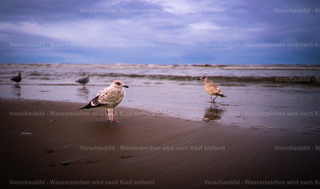 DSC01466-Enhanced-NR | marcuslinek