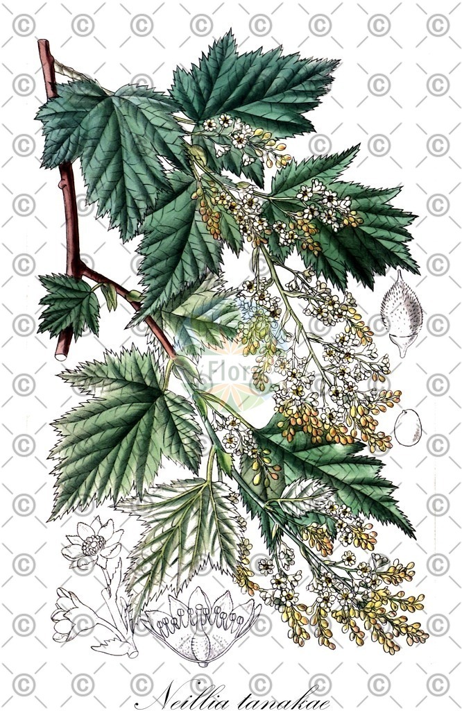 HistAbb_wfo-0000139065_2_ENZY_Simple | Historische Abbildung von Neillia tanakae - Rosaceae | Historical Illustration of Neillia tanakae - Rosaceae