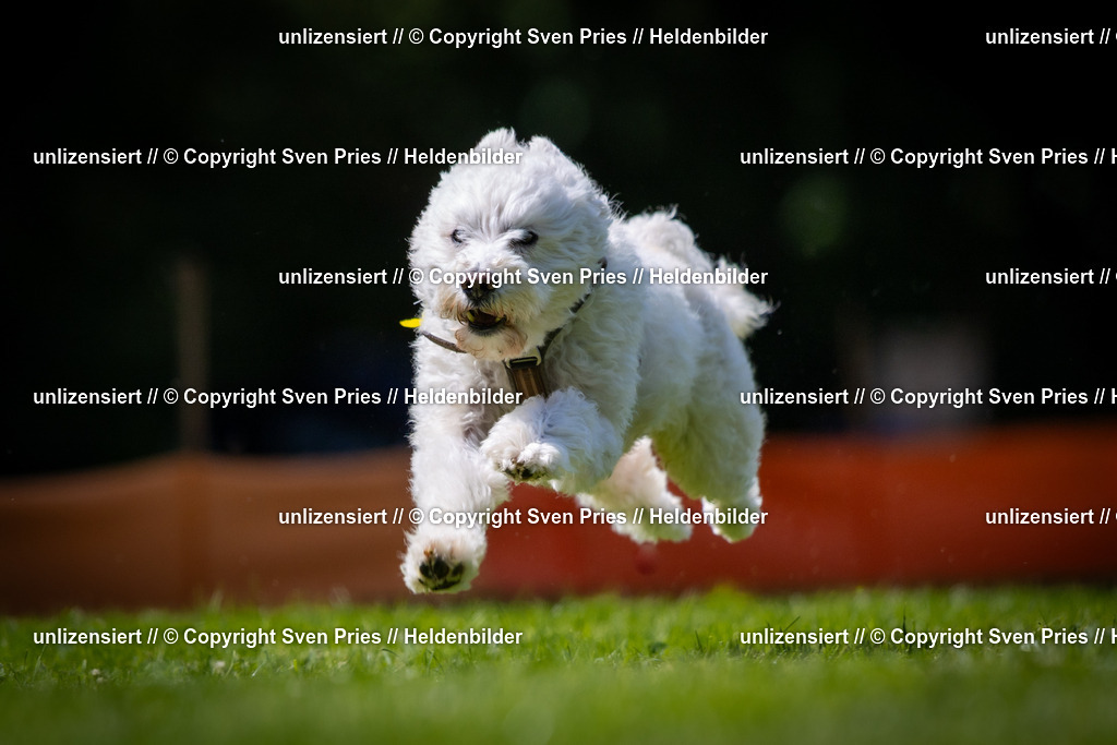 Sven Pries | 2025-08-10 - Hunderennen Durlach - Realisiert mit Pictrs.com