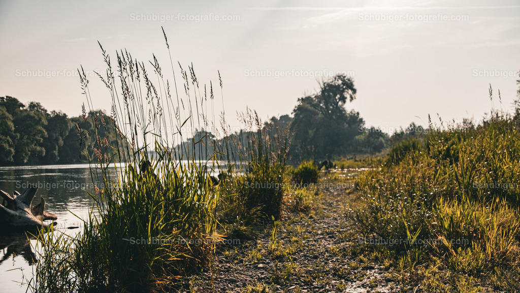 Morgenstimmung am Ufer der Aare | Morgenstimmung am Ufer der Aare - Realisiert mit Pictrs.com