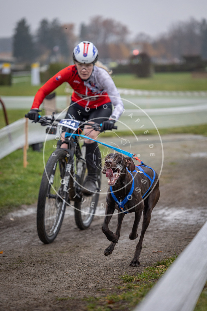 CaniXpix_0L8A1329 | Hundefotografie, Tierfotograf, Pfotenfotografie, Fotoshooting Hund, Hunde Portrait, Hundesport, Hundeportraits, Heideshooting, Hunde, Sportfotograf, Hundefotograf, Turnierhundsport, THS,  - Realisiert mit Pictrs.com