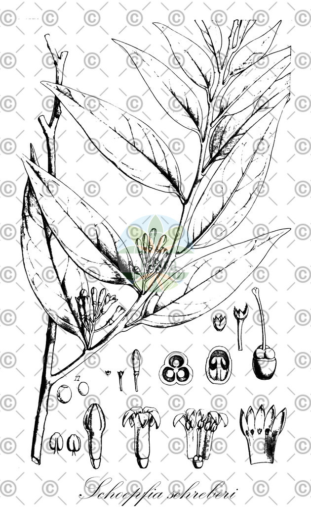 HistAbb_wfo-0000170719_1_ENZY_Simple | Historische Abbildung von Schoepfia schreberi - Schoepfiaceae | Historical Illustration of Schoepfia schreberi - Schoepfiaceae