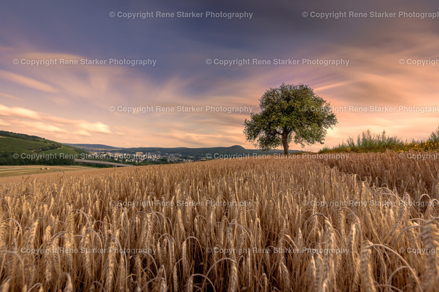 NZ6_6911 | Hochzeiten, Familien, Paare, Portraits, Kinder, Shooting, Bad-Neuenahr, Ahrweiler, Bonn, Meckenheim, Fotograf, Grafschaft - Realisiert mit Pictrs.com