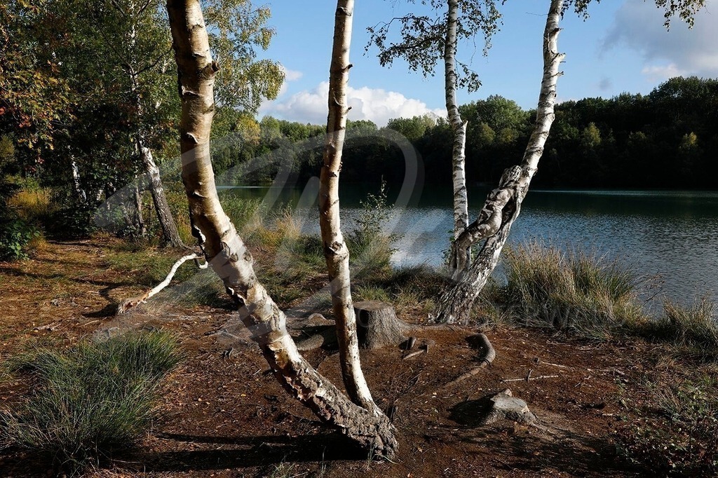 NatureArt-HERBSTBIRKEN_6876 | Liegend an der Birke | #003 | Modell: Randy | Foto: Tschiponnique Skupin - Realisiert mit Pictrs.com