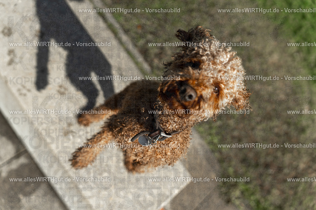 Hundeschwimmen_Volksbad_2026-allesWIRTHgut_Tierfotografie-2609061539-7R501666 | Professionelle Tierfotografie in Mönchengladbach von Daniel Wirth (allesWIRTHgut). Liebevolle & natürliche Bilder von Hunden & Katzen für unvergessliche Erinnerungen.