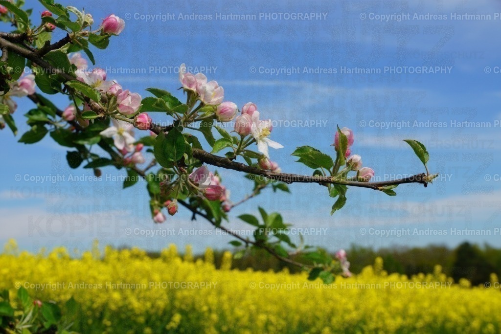 Blühender Apfelbaum | Blühender Apfelbaum - Realisiert mit Pictrs.com