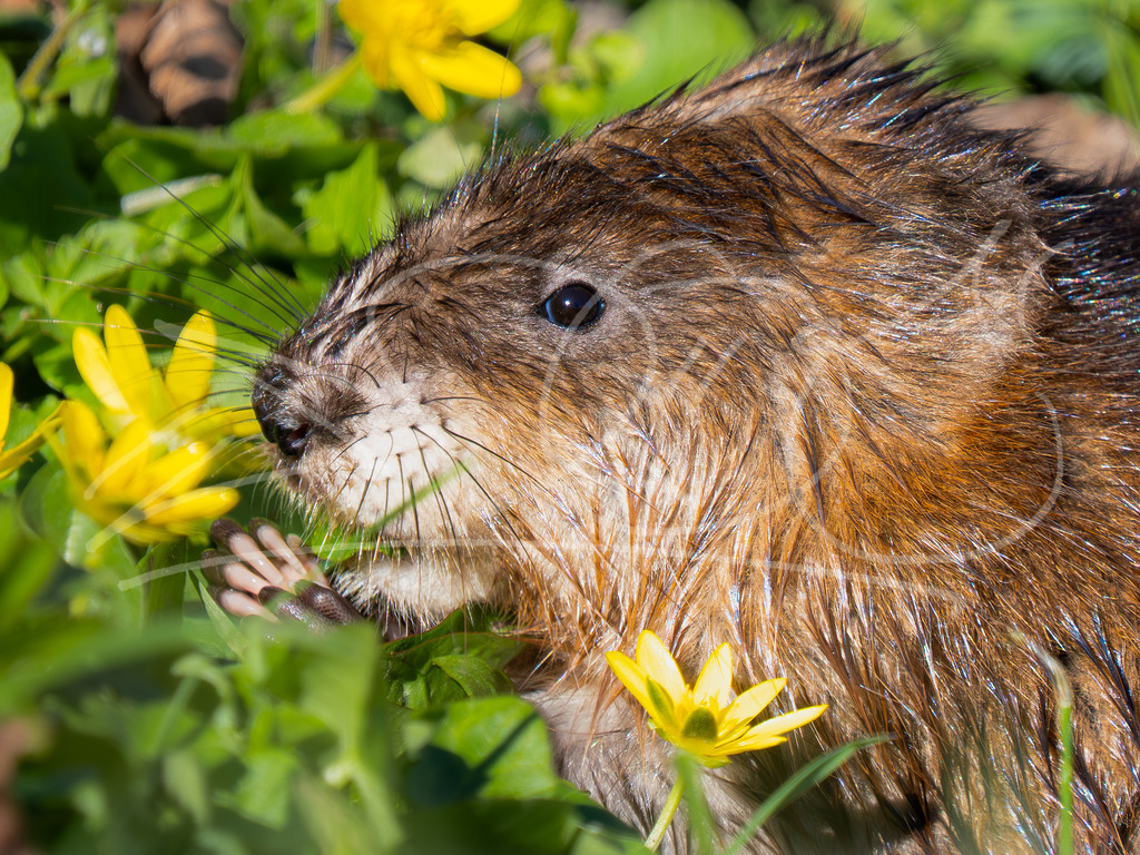 Bisamratte | Naturschönheiten aus Deutschland. Pflanzen und Tiere, Insekten und Naturschauspiele. Alle schönen Details, die uns umgeben, fotografiert von Michi Moc.  - Realisiert mit Pictrs.com