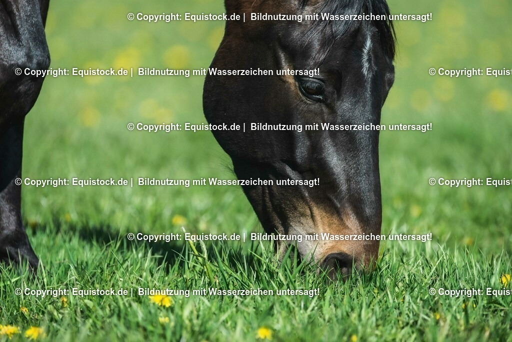 20210426_Pferd-auf-Koppel_0090 | equistock