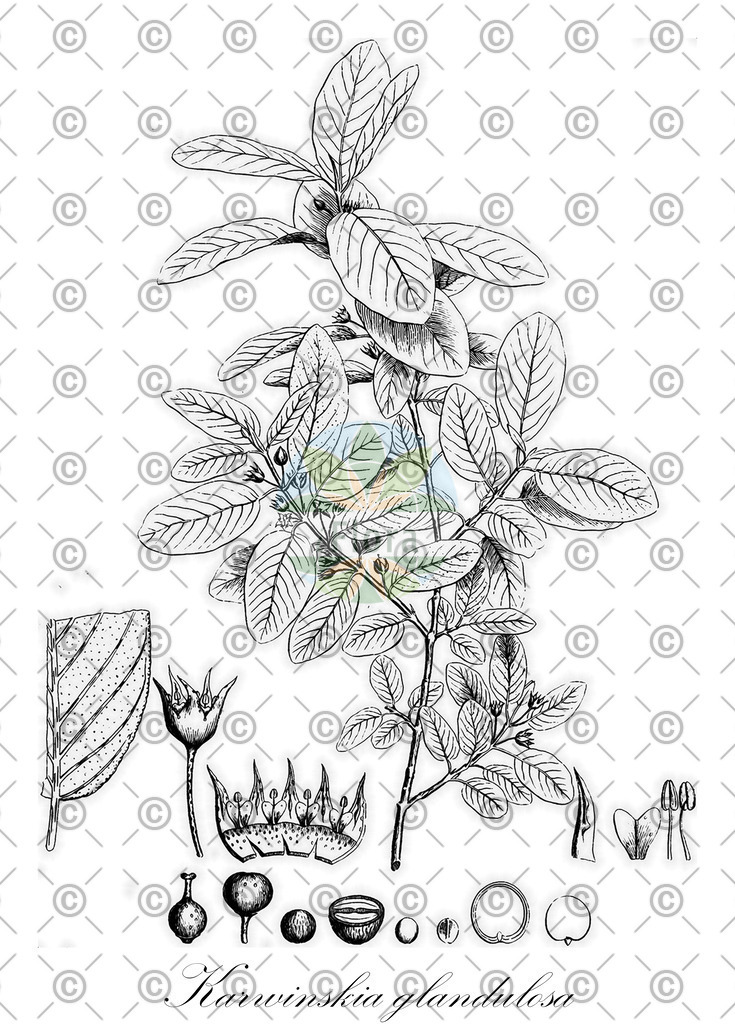 HistAbb_wfo-0001035248_1_ENZY_Simple | Historische Abbildung von Karwinskia glandulosa - | Historical Illustration of Karwinskia glandulosa - 