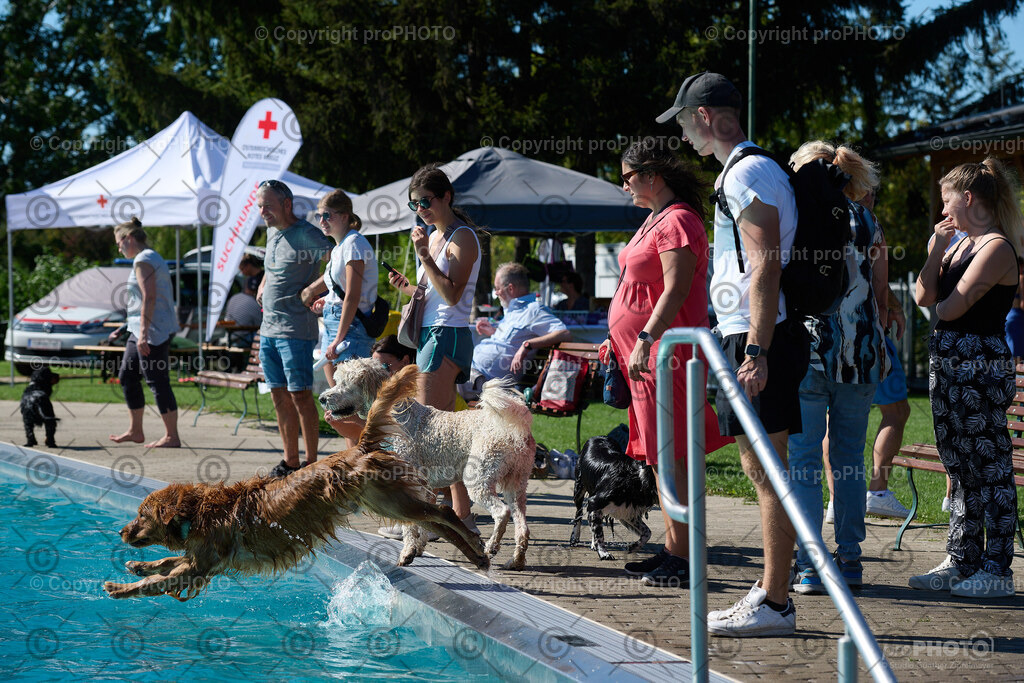 158_202509_4Hundebadetag_NZ9_2659 | proPHOTO - Realisiert mit Pictrs.com