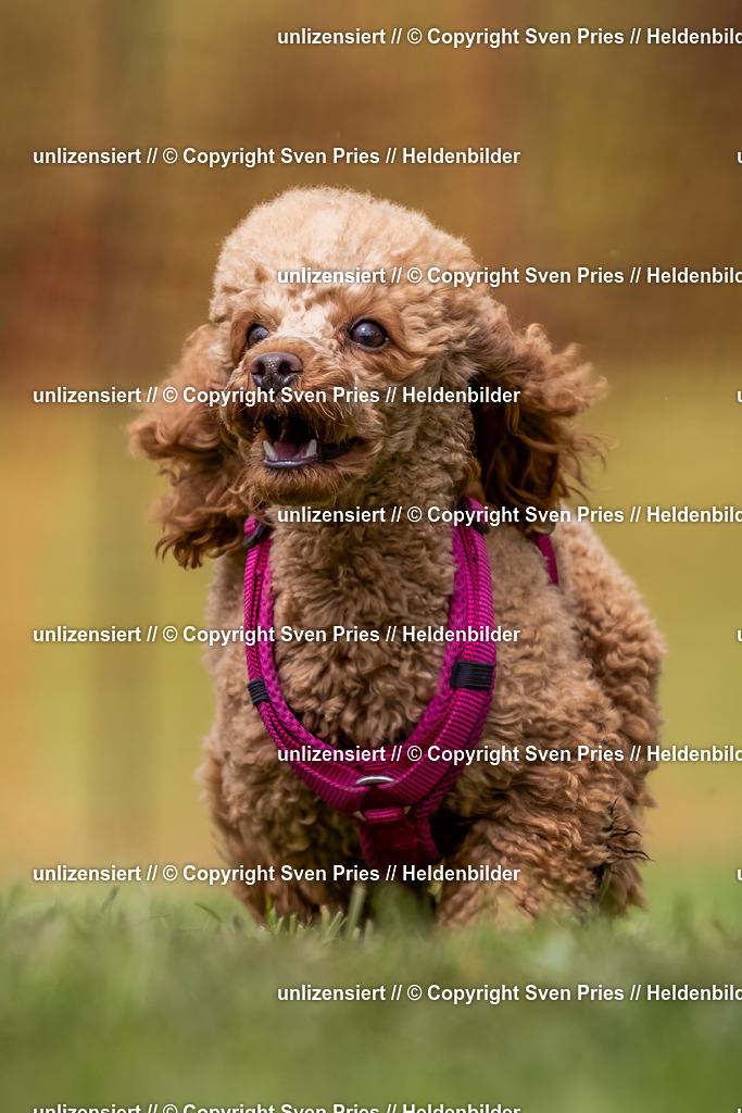 Sven Pries | 2024-04-21 - Hunderennen Baden-Oos
Foto: Sven Pries - Realisiert mit Pictrs.com