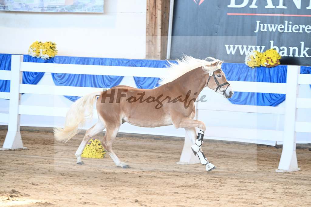 Kat-Nr. 3 Avalanche v. Ace of Hearts_Anger_48250051 | hf-fotografie - Realisiert mit Pictrs.com