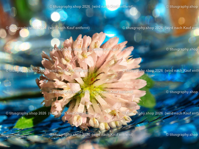 titusgraphy_PB060681-vz-ln | titusgraphy-shop: Geschenkideen mit Qualitätsfotos. titusgraphy-shop: gift ideas with quality photos. titusgraphy-shop: idées cadeaux avec photos de qualité.  - Realisiert mit Pictrs.com