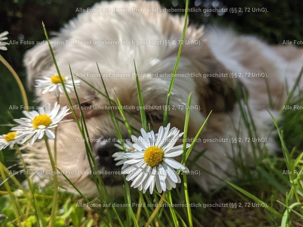 PXL_20210511_102942634 | krollfotografie - Realisiert mit Pictrs.com