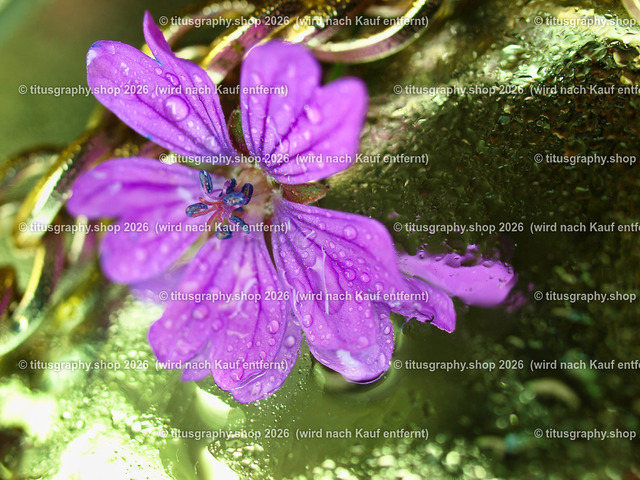 titusgraphy_P5287155-vz-ln | titusgraphy-shop: Geschenkideen mit Qualitätsfotos. titusgraphy-shop: gift ideas with quality photos. titusgraphy-shop: idées cadeaux avec photos de qualité.  - Realisiert mit Pictrs.com